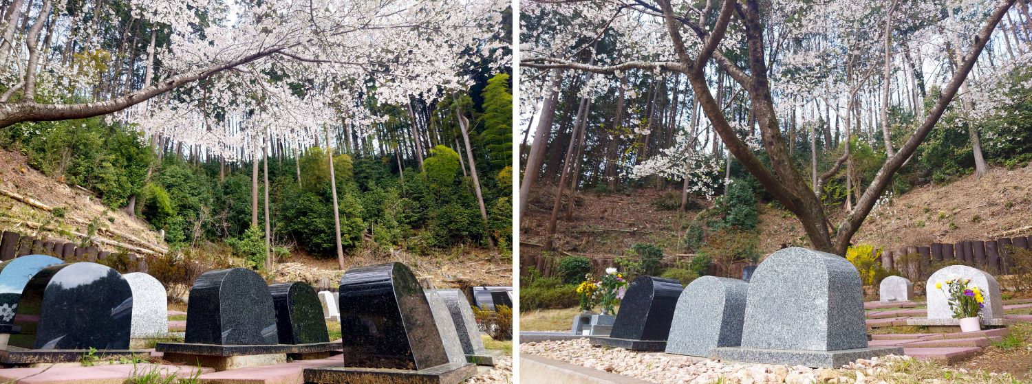 さくら.桜