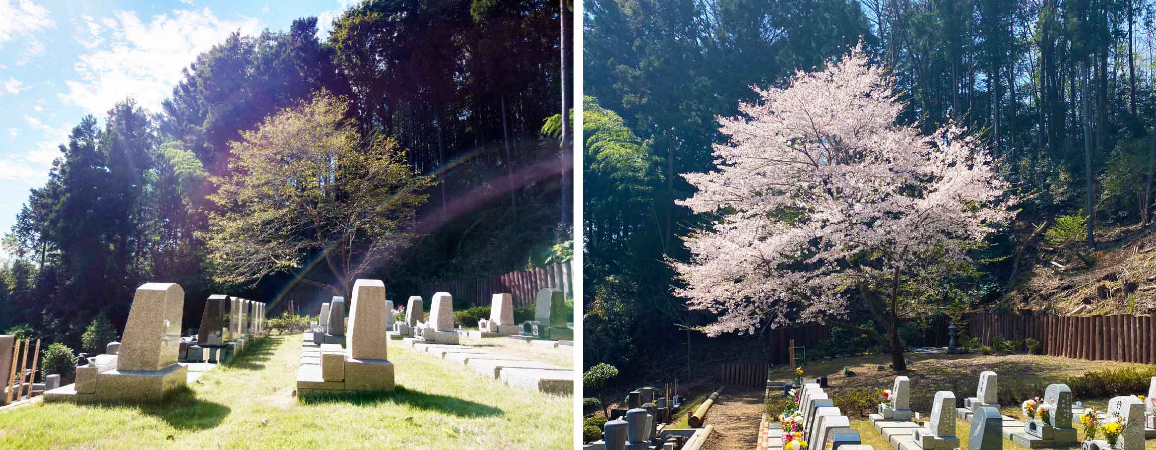 さくら.桜