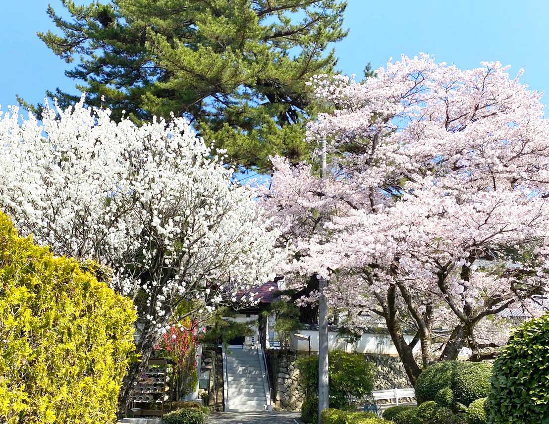 樹木葬墓地さくら.桜