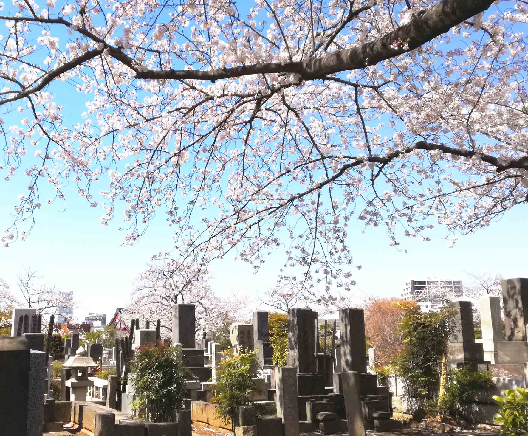 都立 染井霊園